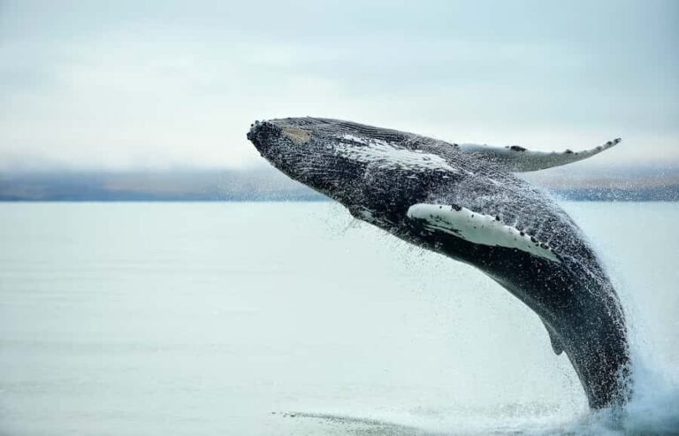 From Christchurch: Kaikura Day Tour with Whale Watching - Practical Considerations