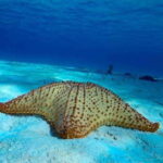 From Cozumel: 3 Reefs Boat Tour with Drinks and Snorkeling - The Itinerary: What You Can Expect