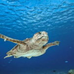 From Cozumel: Double Tank Scuba Diving for Certified Divers - Authentic Traveler Insights
