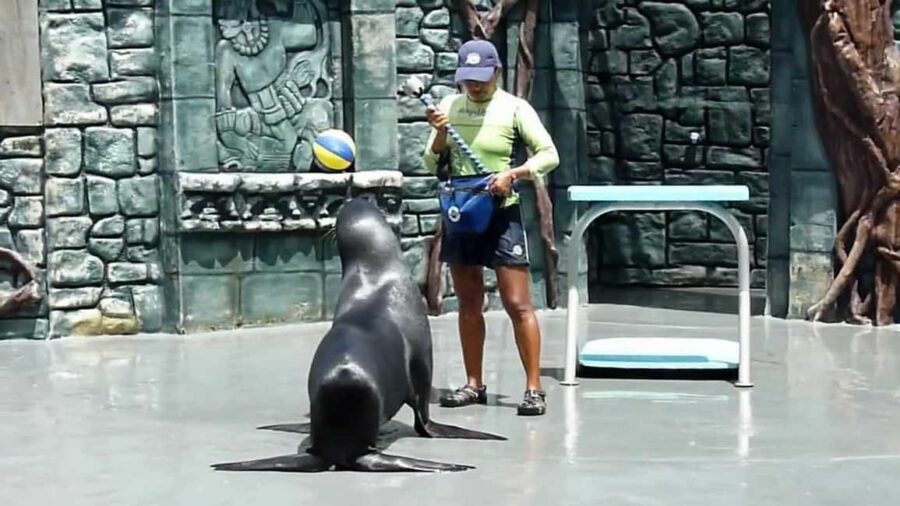 From Cozumel: Official Chankanaab Park Day Pass and Snorkel - User Reviews & Real Perspectives