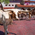 From Dallas: Fort Worth Guided Day Tour - An In-Depth Look at the Tour Experience