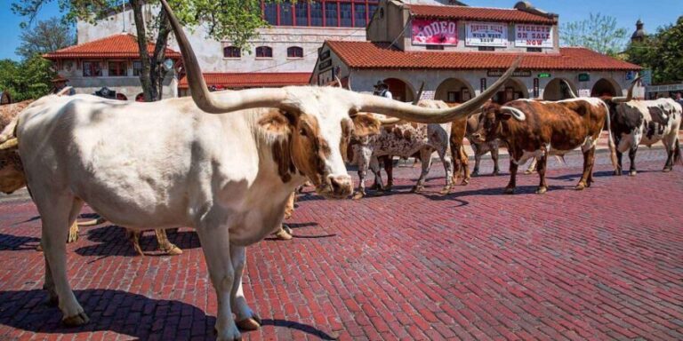 From Dallas: Fort Worth Guided Day Tour - An In-Depth Look at the Tour Experience