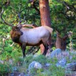 From Denver: Guided Hike in Rocky Mountain National Park - What to Expect from the Rocky Mountain Guided Hike