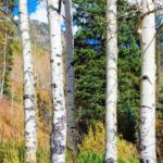 From Denver: Red Rocks, Evergreen, and Echo Lake Tour - What’s Included and What’s Not