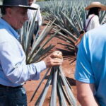 From Guadalajara: Pyramids & Jose Cuervo Tequila Tour - Who Would Enjoy This Tour?