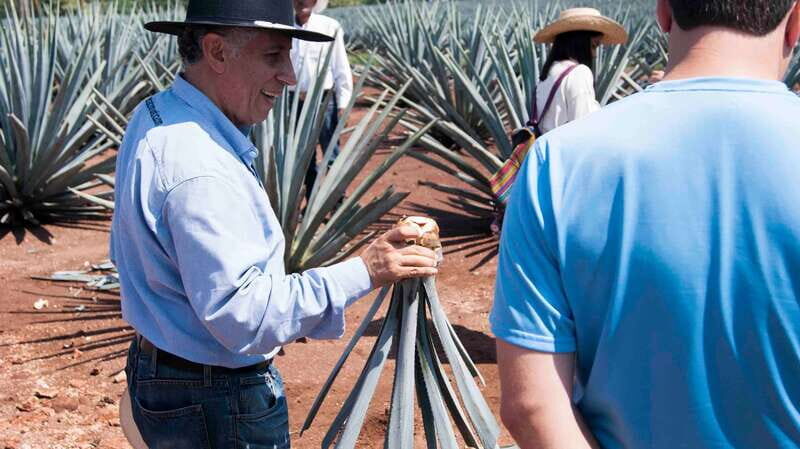 From Guadalajara: Pyramids & Jose Cuervo Tequila Tour - Who Would Enjoy This Tour?