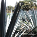 From Guadalajara: Visiting Hacienda Casa herradura. Unique! - Final Thoughts