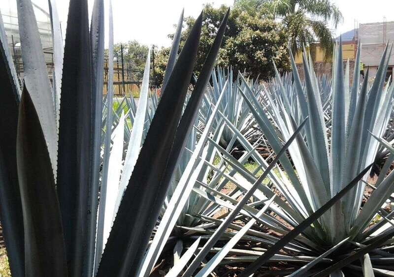 From Guadalajara: Visiting Hacienda Casa herradura. Unique! - Final Thoughts