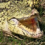 From Houston: Crocodile Encounter Entry Ticket - The Experience: More Than Just Viewing Crocs