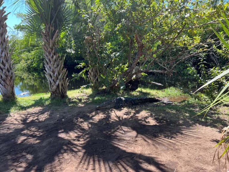 From Huatulco: Crocodile and Turtle Eco-Tour - Authenticities and Real Experiences