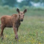 From Jackson: Grand Teton Wildlife & Scenery Tour with Lunch - Final Thoughts: Is It Worth It?