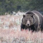 From Jackson: Yellowstone Day Tour Including Entrance Fee - Transportation and Group Size