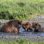 From Juneau: Pack Creek Bear Viewing Adventure - Approaching the Pack Creek Sanctuary