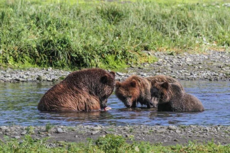 From Juneau: Pack Creek Bear Viewing Adventure - Approaching the Pack Creek Sanctuary