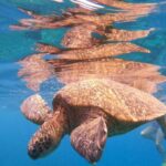 From Ka'anapali: West Maui Half-Day Snorkel Tour w/ Food - The Guides and Crew
