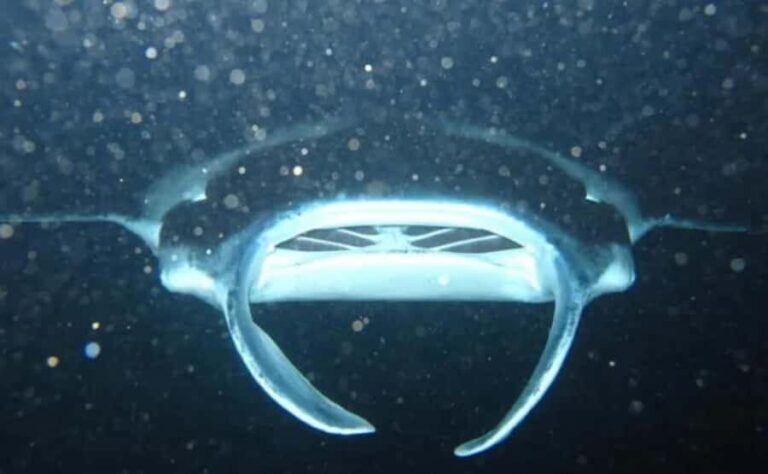 From Keauhou Bay: Manta Ray Night Tour - What Is the Keauhou Bay Manta Ray Night Tour?