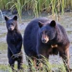 From Ketchikan: Potlatch Totem Park and Herring Cove Tour - The Logistics: What You Should Know