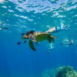 From Kihei: Molokini Snorkel 2-Hour Adventure - What to Expect from This Snorkeling Adventure