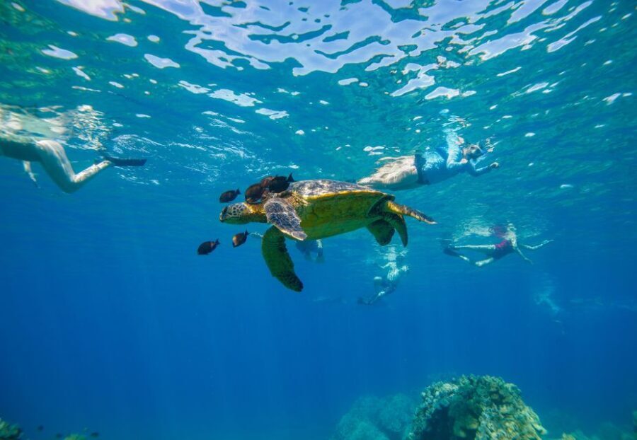From Kihei: Molokini Snorkel 2-Hour Adventure - What to Expect from This Snorkeling Adventure