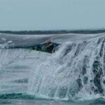 From La Paz: Puerto Chale Gray Whale Watching Tour - Is it Worth the Price?