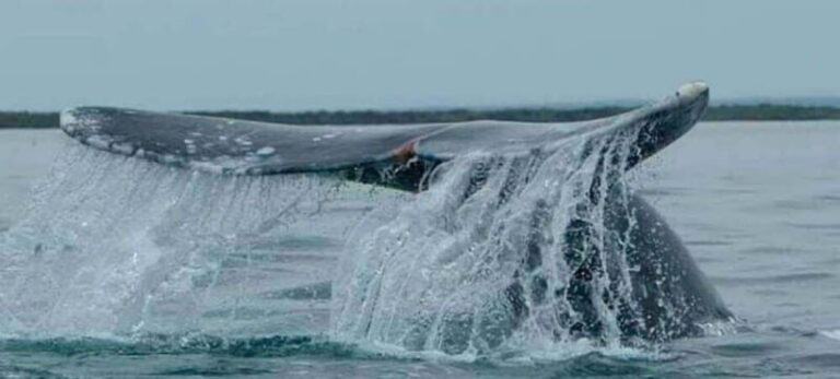 From La Paz: Puerto Chale Gray Whale Watching Tour - Is it Worth the Price?