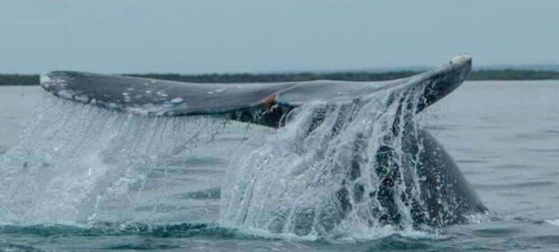 From La Paz: Puerto Chale Gray Whale Watching Tour - Is it Worth the Price?