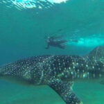 From La Paz: Whale Sharks, Sea Lions & Balandra Beach Combo - Who Is This Tour Best For?