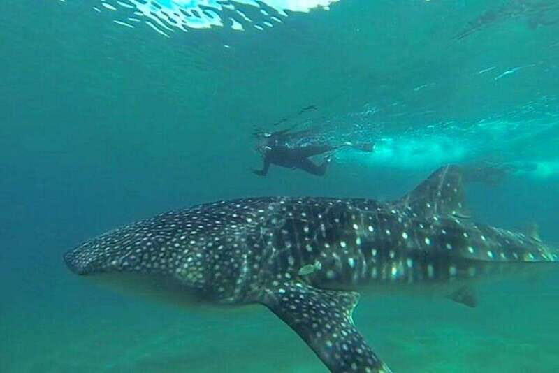 From La Paz: Whale Sharks, Sea Lions & Balandra Beach Combo - Who Is This Tour Best For?