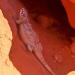 From Las Vegas: Valley of Fire Full-Day Guided Tour w/ Lunch - The Major Stops and Their Highlights