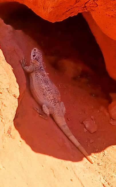 From Las Vegas: Valley of Fire Full-Day Guided Tour w/ Lunch - The Major Stops and Their Highlights