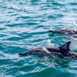 From Loreto: Coronado Island Snorkel - Is it Worth the Price?