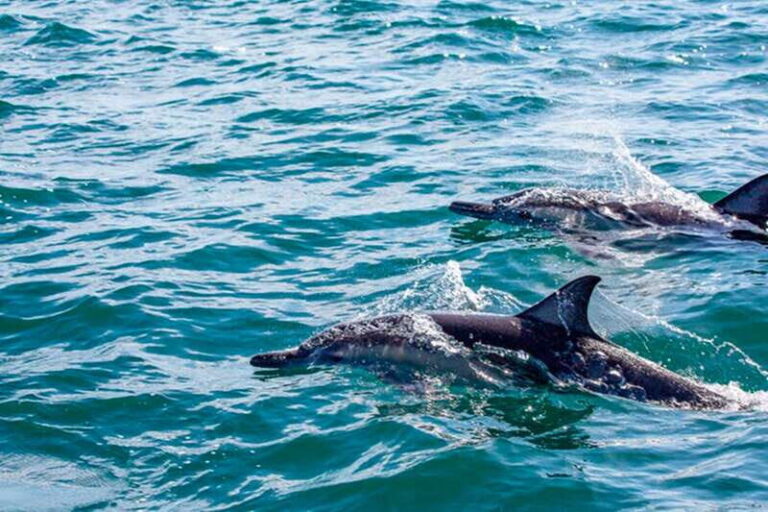 From Loreto: Coronado Island Snorkel - Is it Worth the Price?