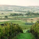 From Lyttelton: Private Wine Tour & Chefs Degustation - In-Depth Look at the Itinerary