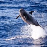 From Ma'alaea: AM Turtle Town Snorkel Aboard Quicksilver - Is This Tour Worth It?