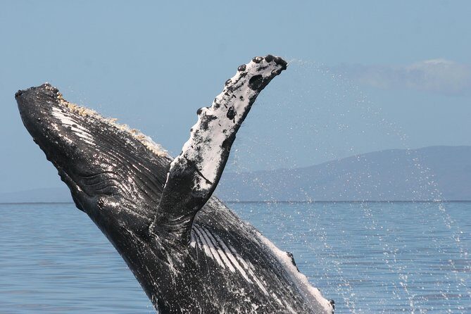 From Ma'alaea Harbor: Whale Watch Cruise Aboard the Malolo - Who Should Book This Tour?