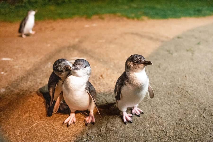 From Melbourne: Phillip Island Penguin Parade Express Tour - Who Will Love This Tour?