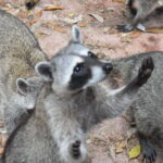 From Merida: Transfer to Celestun and Sisal - What’s Good and Not So Good About This Tour