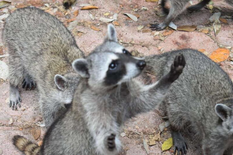 From Merida: Transfer to Celestun and Sisal - What’s Good and Not So Good About This Tour