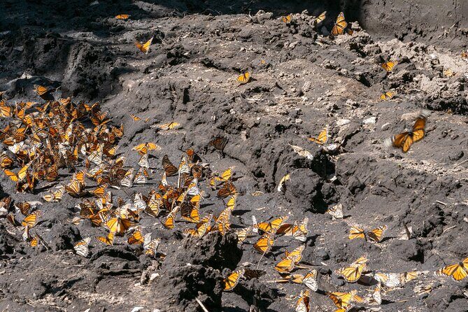 From Mexico City: Valle de Bravo & Butterfly Sanctuary - The Sum Up