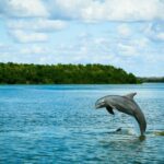From Miami: Everglades Tour w/ Wet Walk, Boat Trips, & Lunch - The Value of the Tour