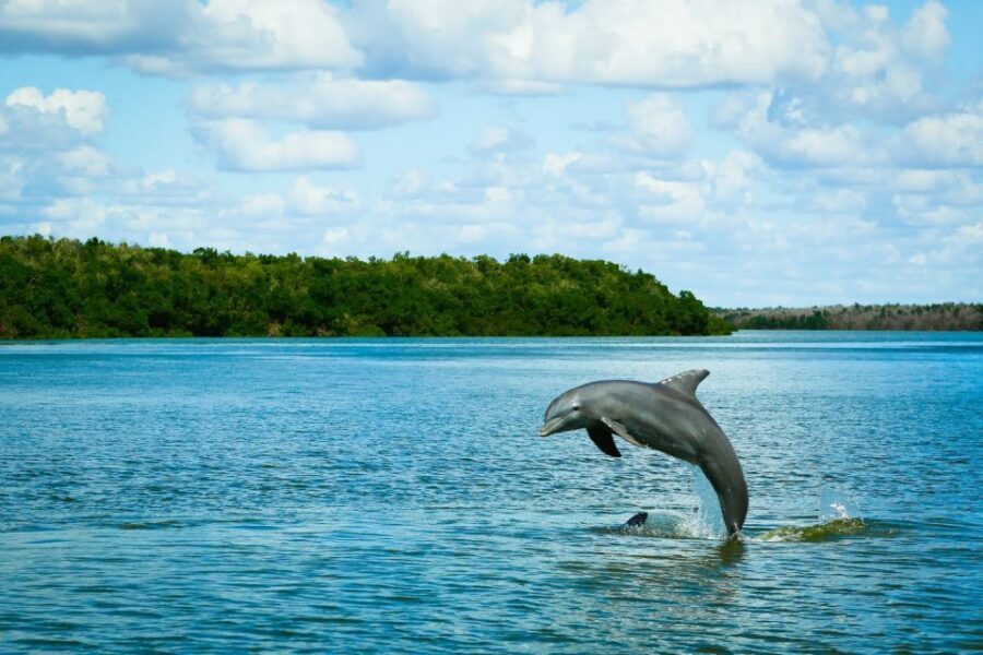 From Miami: Everglades Tour w/ Wet Walk, Boat Trips, & Lunch - The Value of the Tour