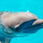 From Miami: Key West Day Trip - Free Time and Exploration in Key West