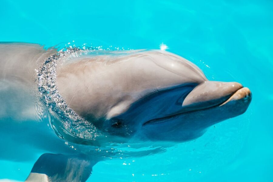 From Miami: Key West Day Trip - Free Time and Exploration in Key West