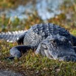 From Naples: 10,000 Islands Boat Trip & Everglades Walk! - What’s Included and What It Means for You