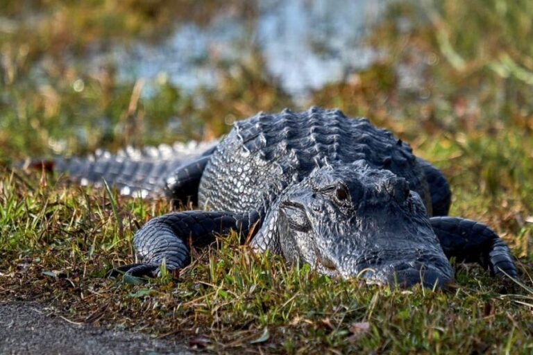 From Naples: 10,000 Islands Boat Trip & Everglades Walk! - What’s Included and What It Means for You