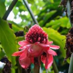 From Oahu: Kauai Waimea Canyon and Koke'e Adventure Tour - The Logistics and Overall Value