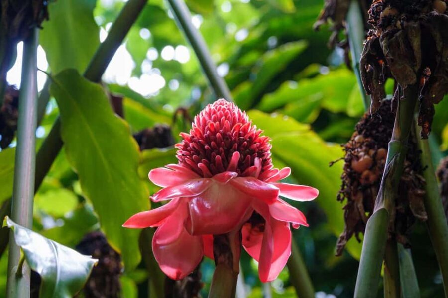 From Oahu: Kauai Waimea Canyon and Koke'e Adventure Tour - The Logistics and Overall Value