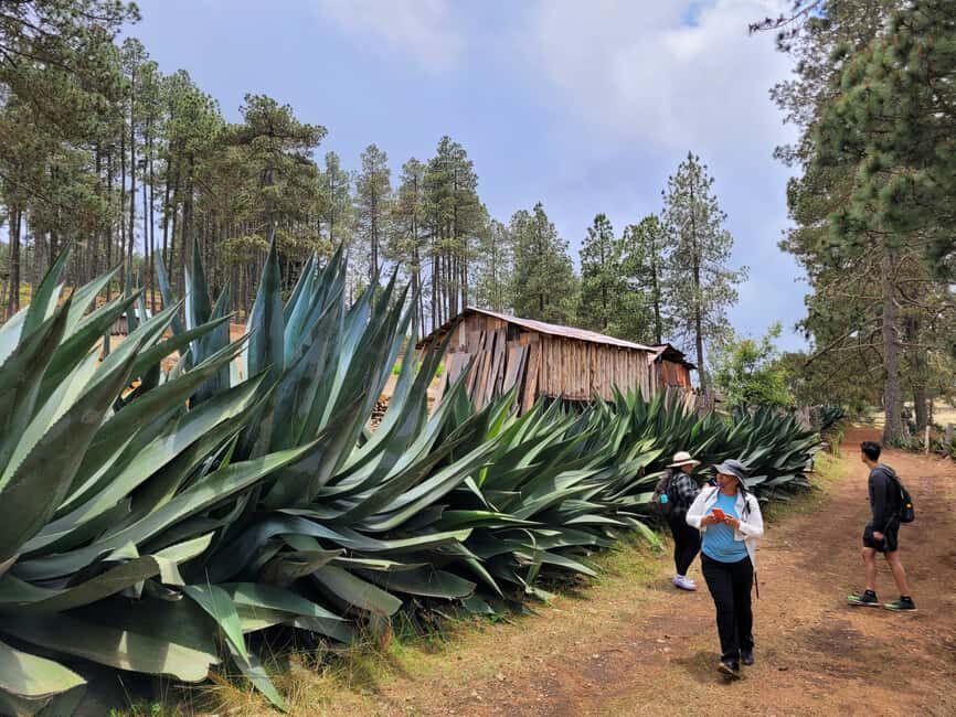 From Oaxaca: Sierra Norte Hike & Indigenous Village Full-Day - Visiting the Indigenous Village