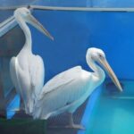 From Orlando: Clearwater Beach and Marine Aquarium Admission - The Beach Time and Relaxation Element