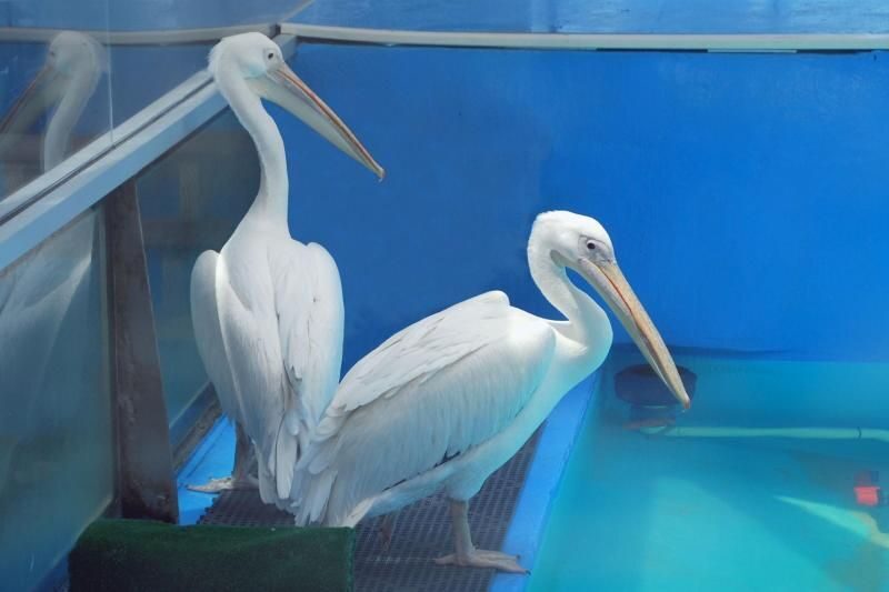 From Orlando: Clearwater Beach and Marine Aquarium Admission - The Beach Time and Relaxation Element
